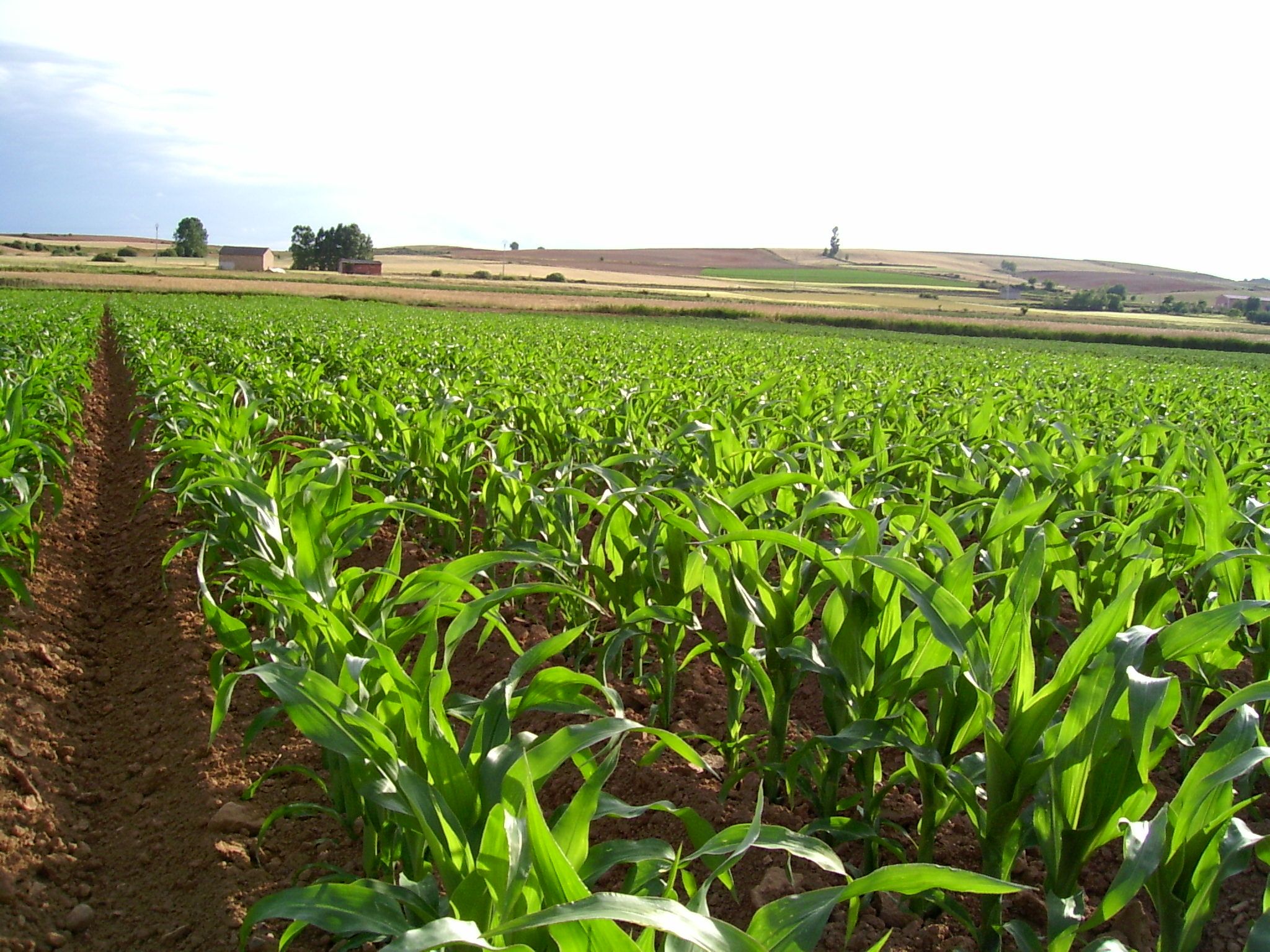 agricultura, naturaleza, área de agricultura, de precisión